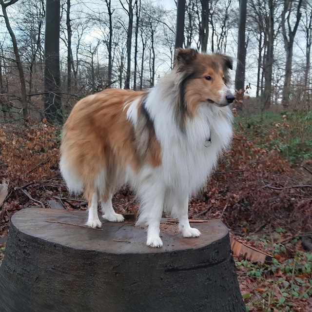 Urlaub mit Hund im Gebirge. Patches liebt das Springen. Abbildung 3