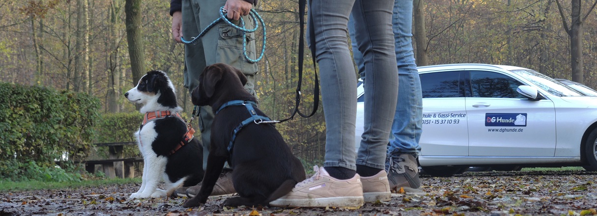 Welpentraining an wechselnden Orten unterstützt die Sozialisierung des jungen Hundes