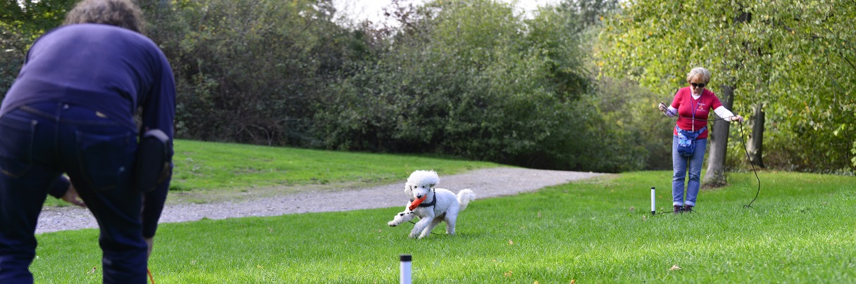 Hunde sinnvoll beschäftigen, Auslastungstraining muss Spaß machen