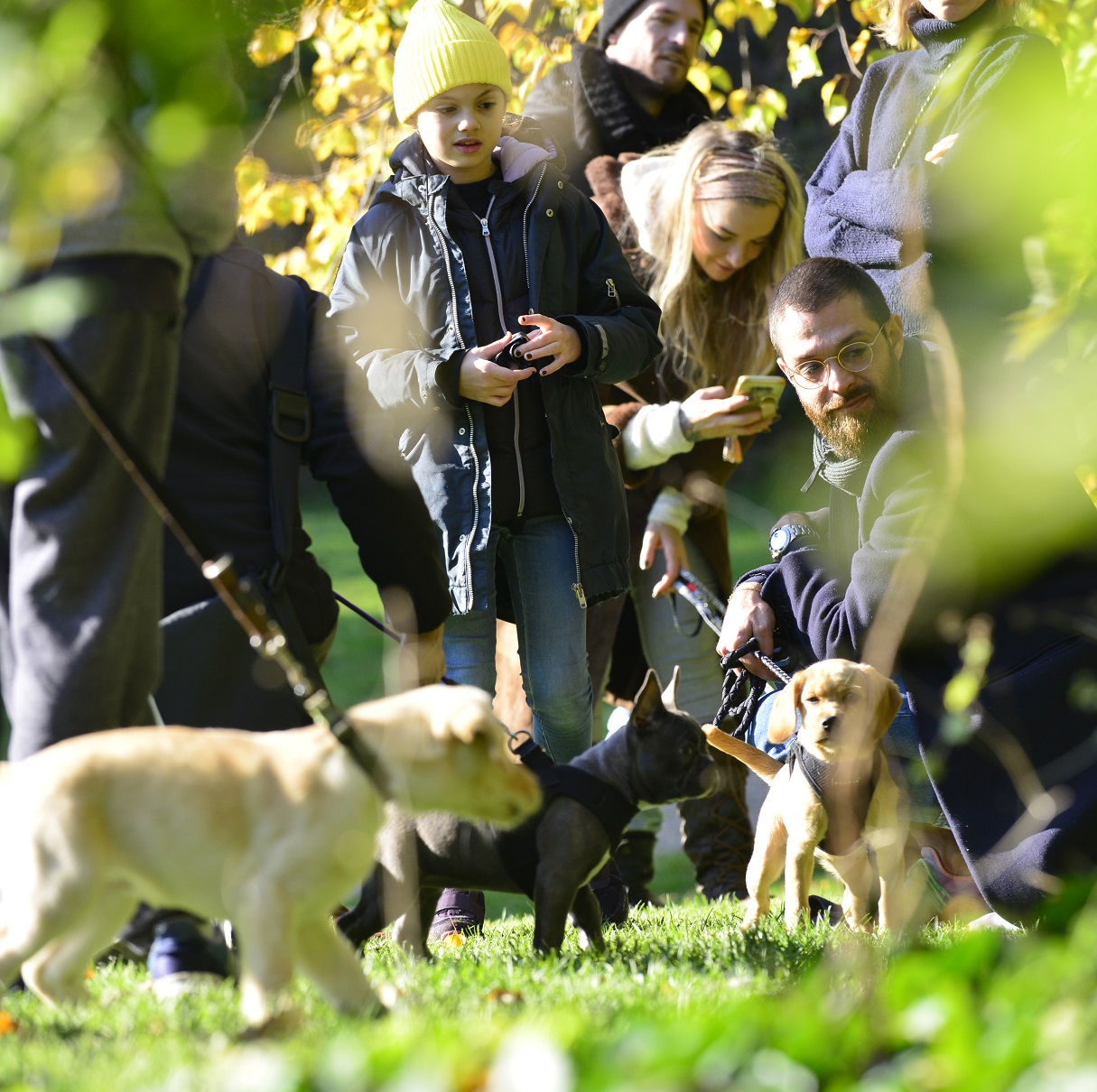 Hundeerziehung von Familienhunden beginnt mit dem Welpentraining