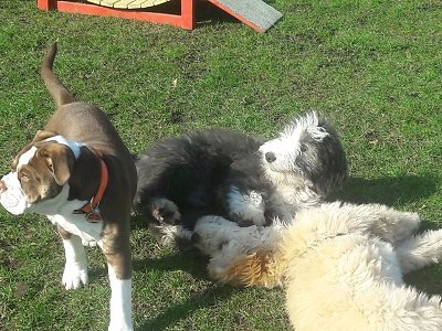 Kommunikation Hund spielerisch den anderen Welpen kennenlernen